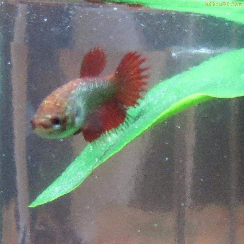 Aquarium Fish Beautiful - K1AE 물고기 탱크 식물 장식 흡입