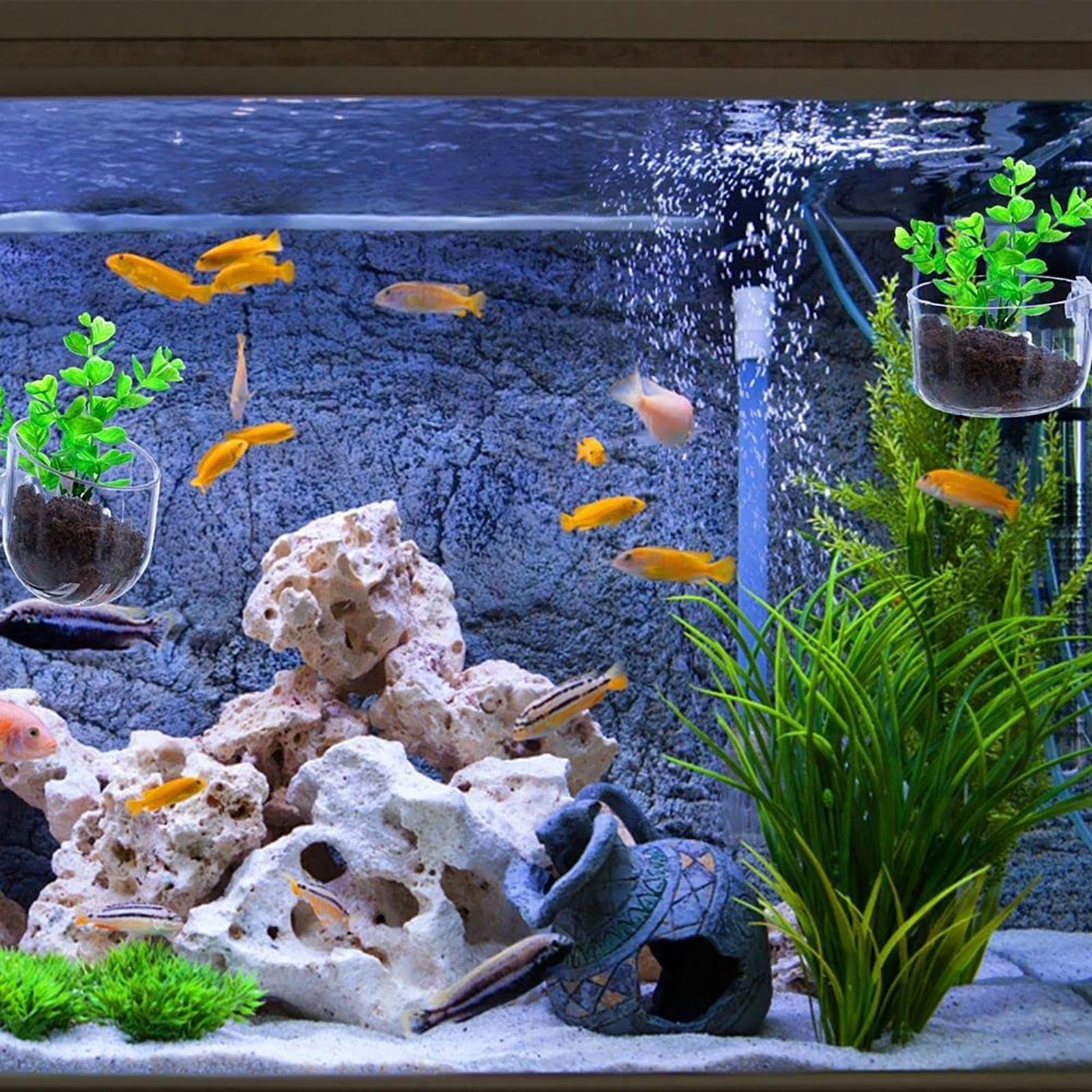 어항용 식물 홀더 투명 아크릴 수족관 화분 흡착판 포함 - Aquarium Fish Beautiful 리뷰 및 가격