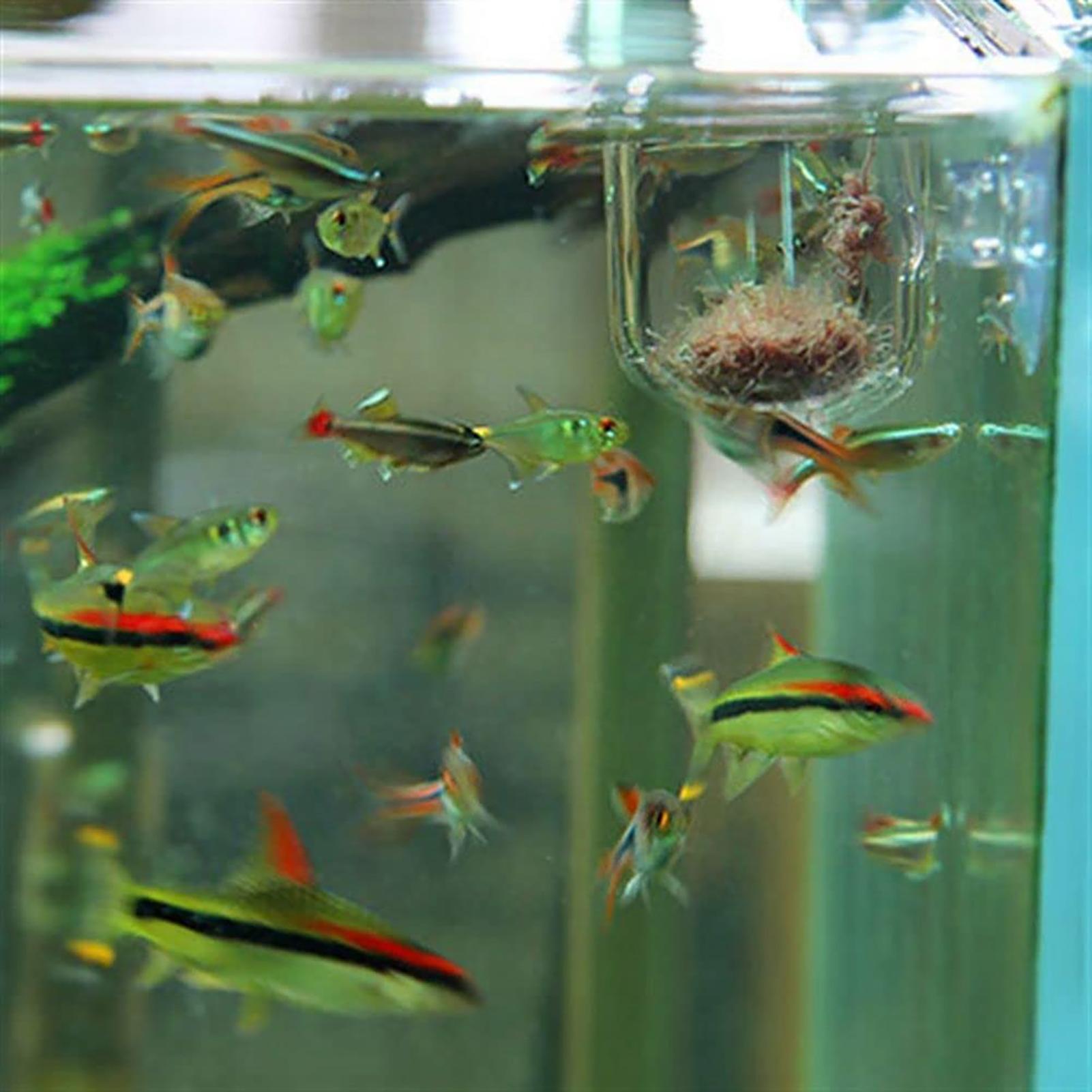 어항용 식물 홀더 투명 아크릴 수족관 화분 흡착판 포함 - Aquarium Fish Beautiful 리뷰 및 가격